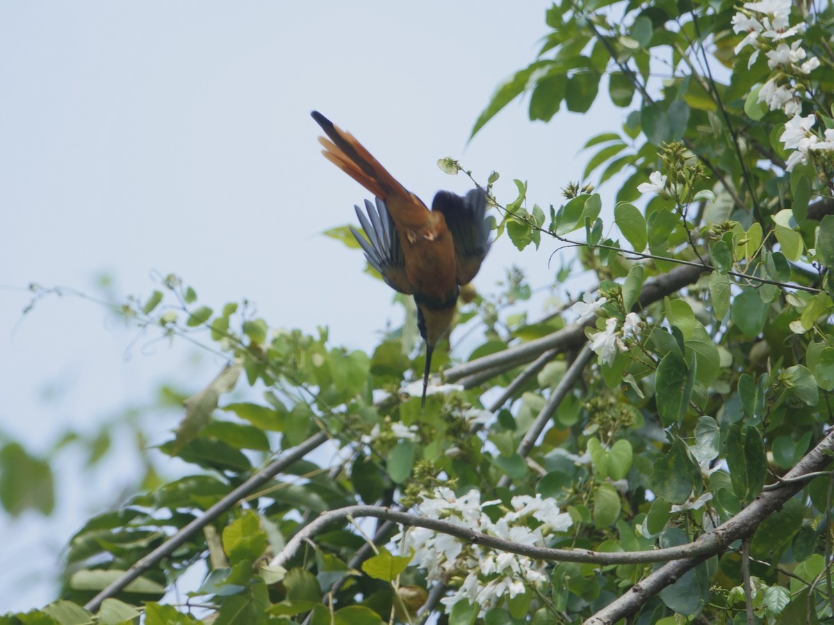 leskovec neotropický - ML646870087