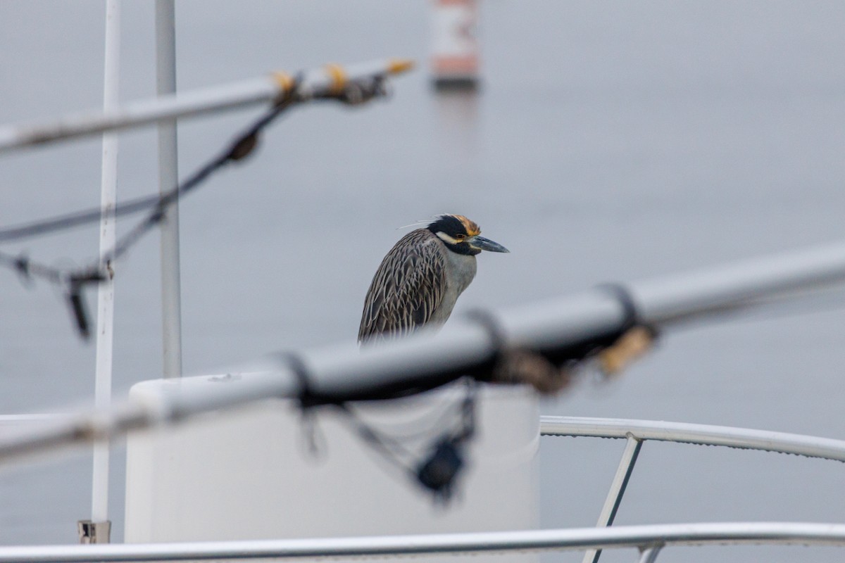 Sarı Tepeli Gece Balıkçılı - ML646870088