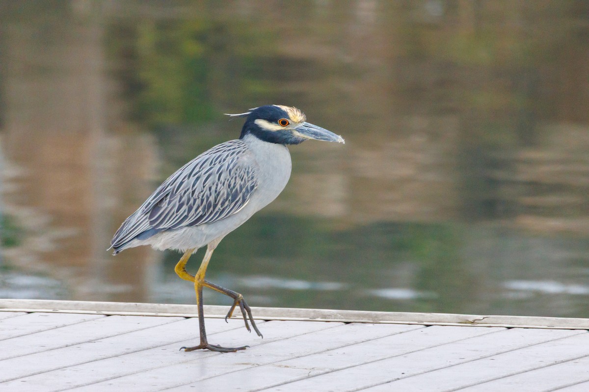 Sarı Tepeli Gece Balıkçılı - ML646870089