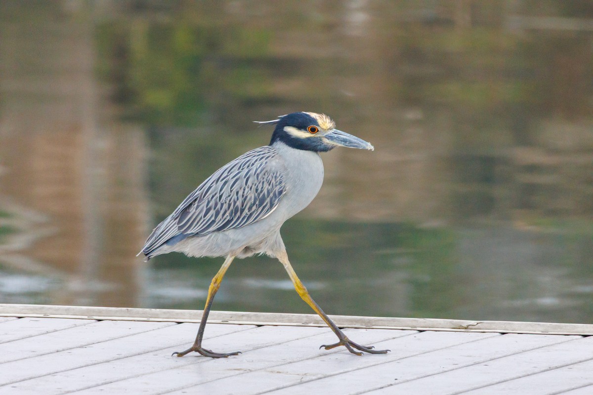 Sarı Tepeli Gece Balıkçılı - ML646870090