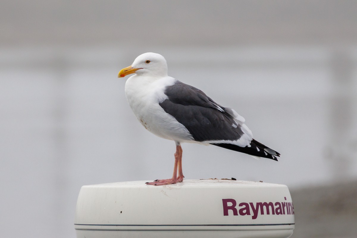 Western Gull - ML646870091