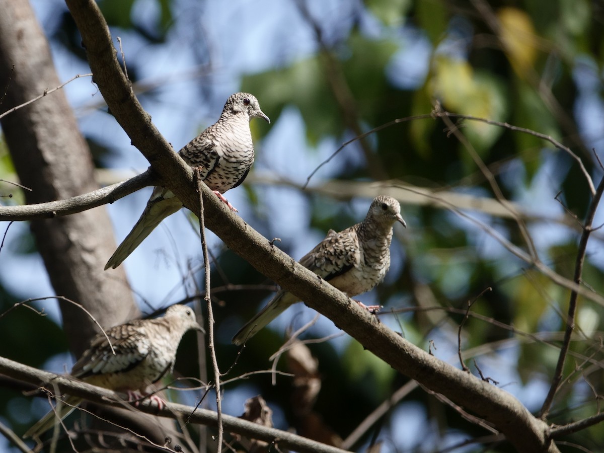 holoubek šupinkový - ML646870093