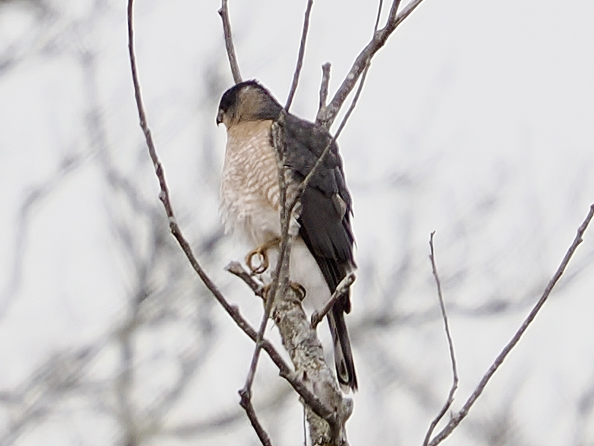 Cooper's Hawk - ML646870094