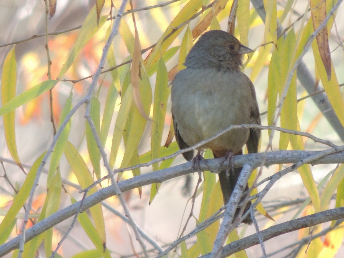 Тауї каліфорнійський - ML646870095