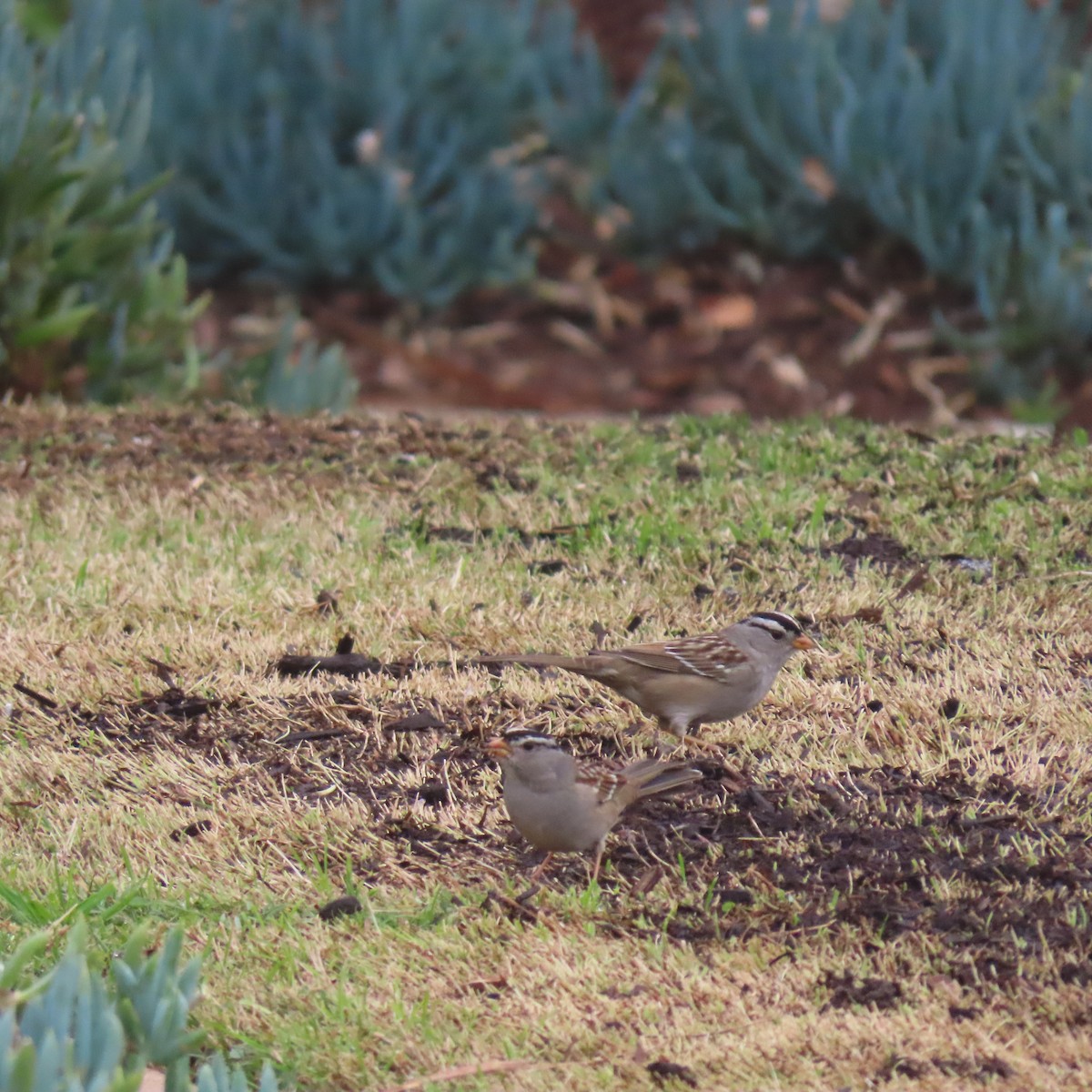 White-crowned Sparrow - ML646870101