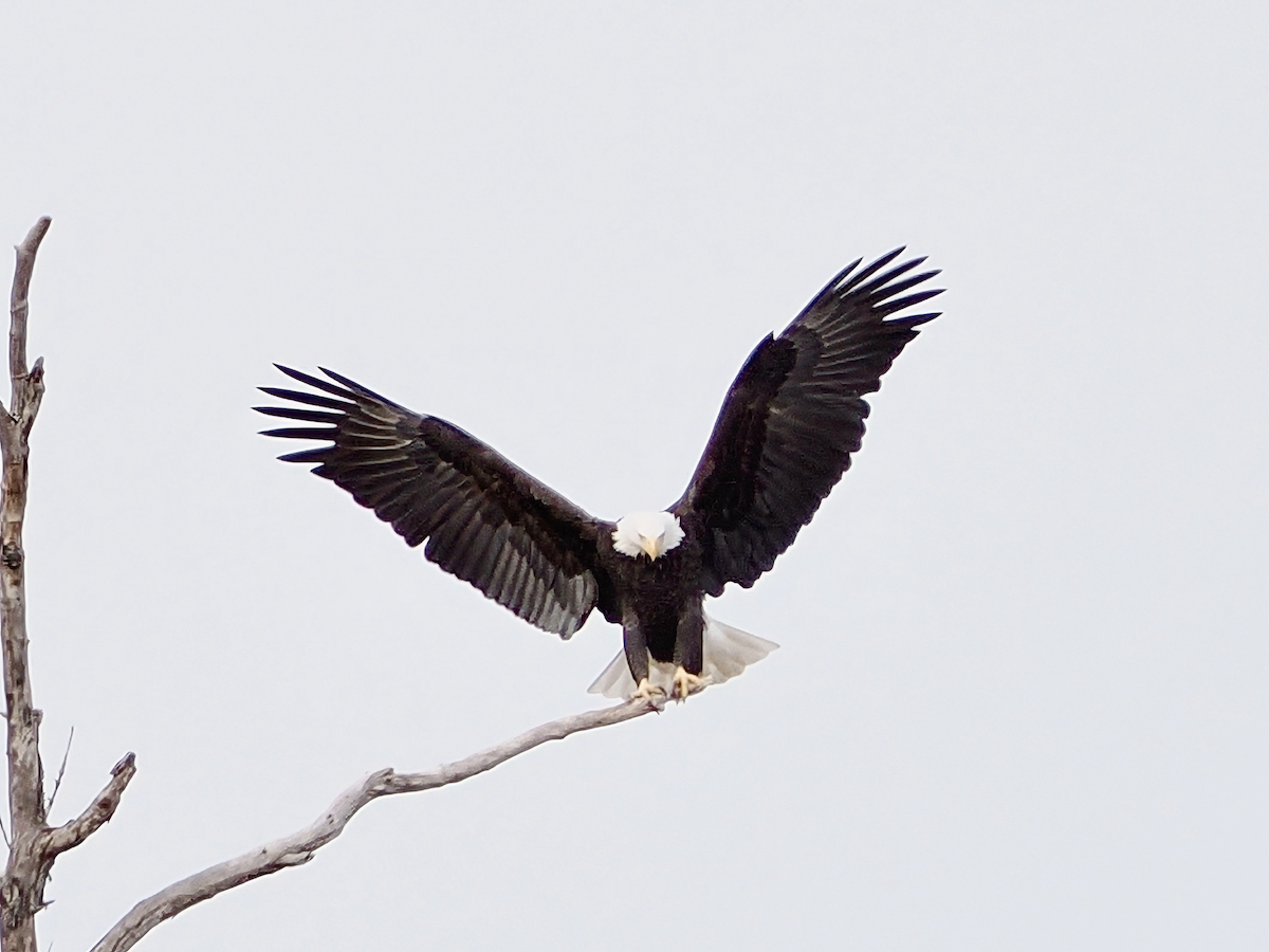 Bald Eagle - ML646870102