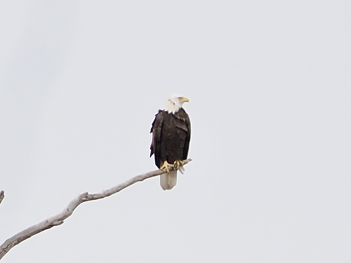 Bald Eagle - ML646870103