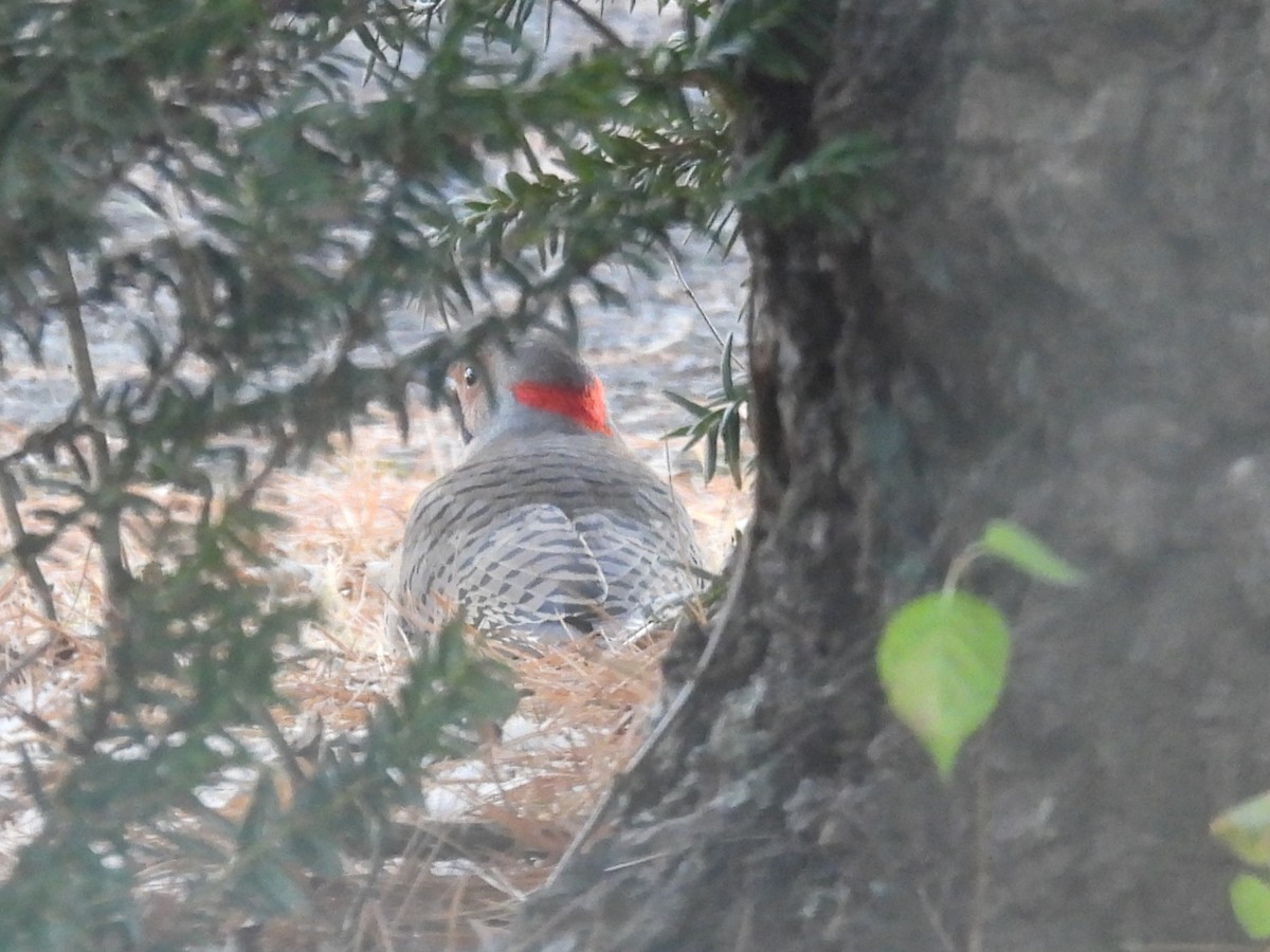 Pic flamboyant - ML646870104