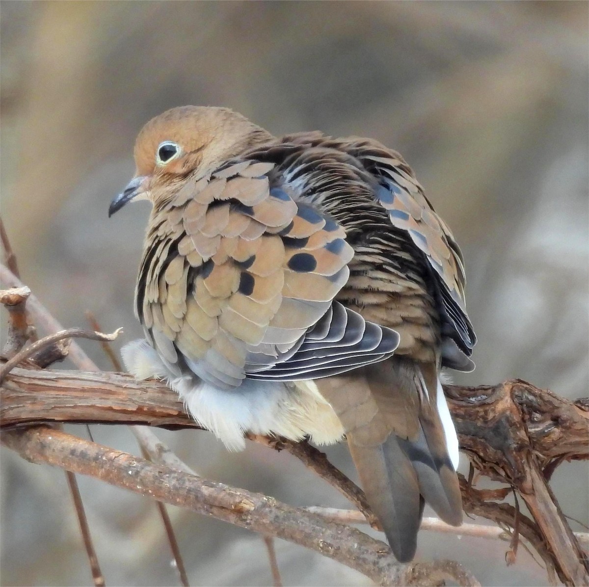 Mourning Dove - ML646870106