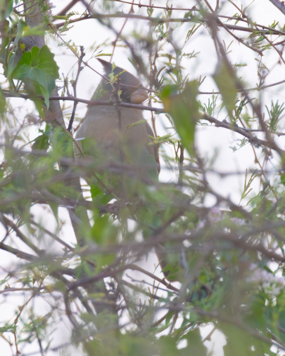 Pyrrhuloxia - ML646870107