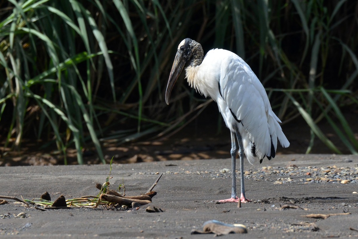 Wood Stork - ML646870115