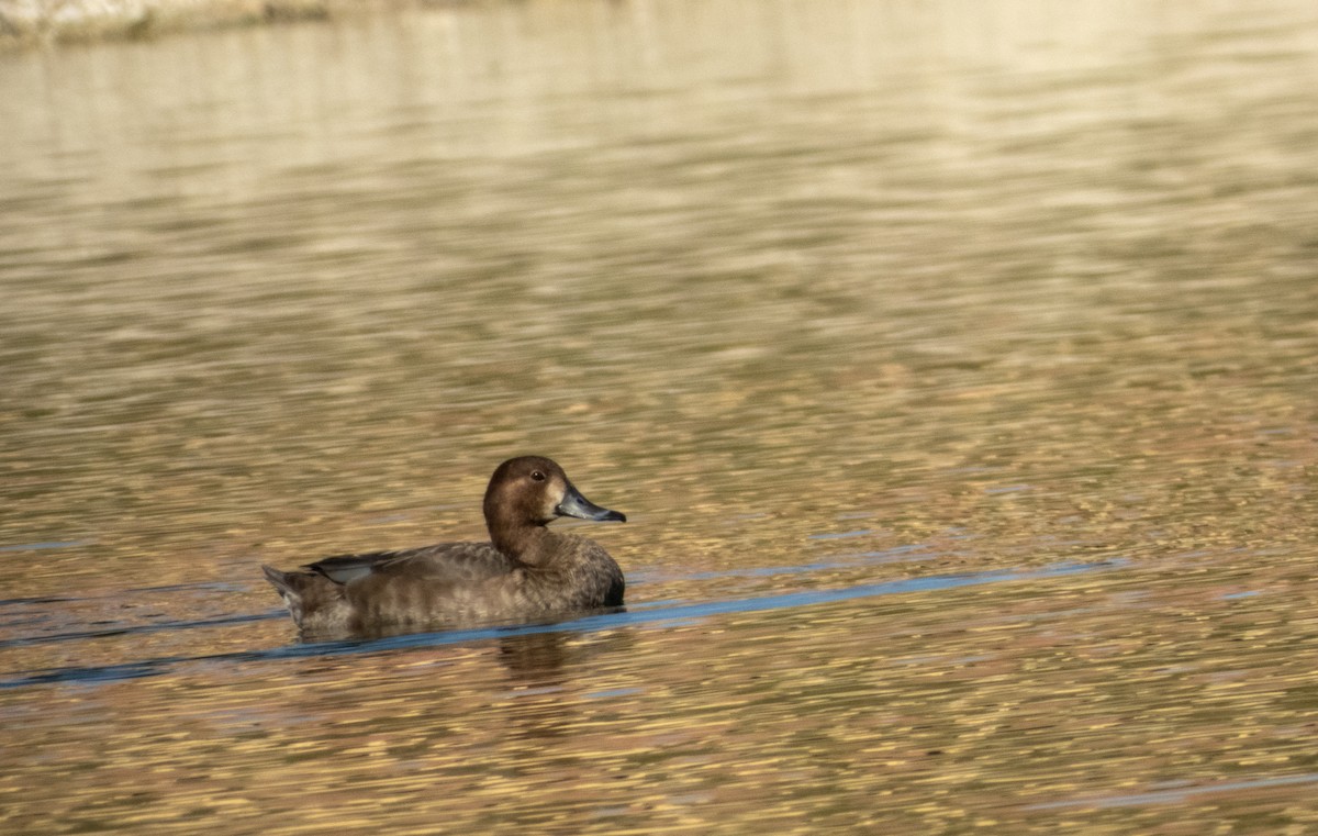 Попелюх американський - ML646870116