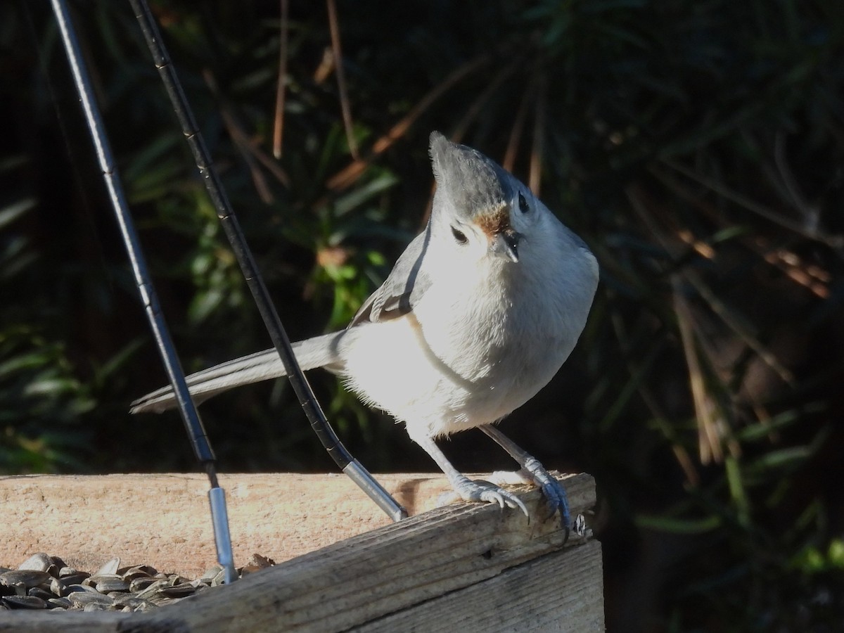 Mésange bicolore - ML646870120