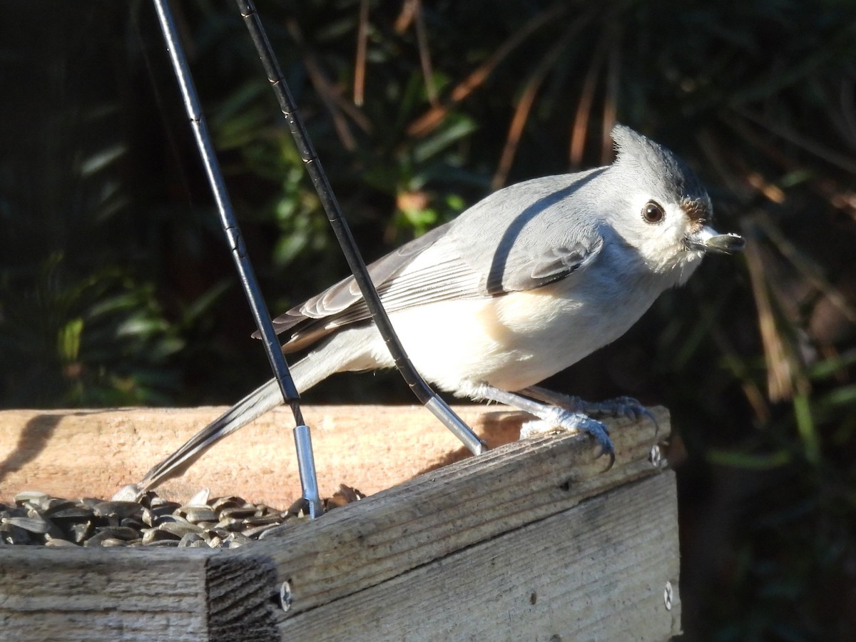 Mésange bicolore - ML646870121