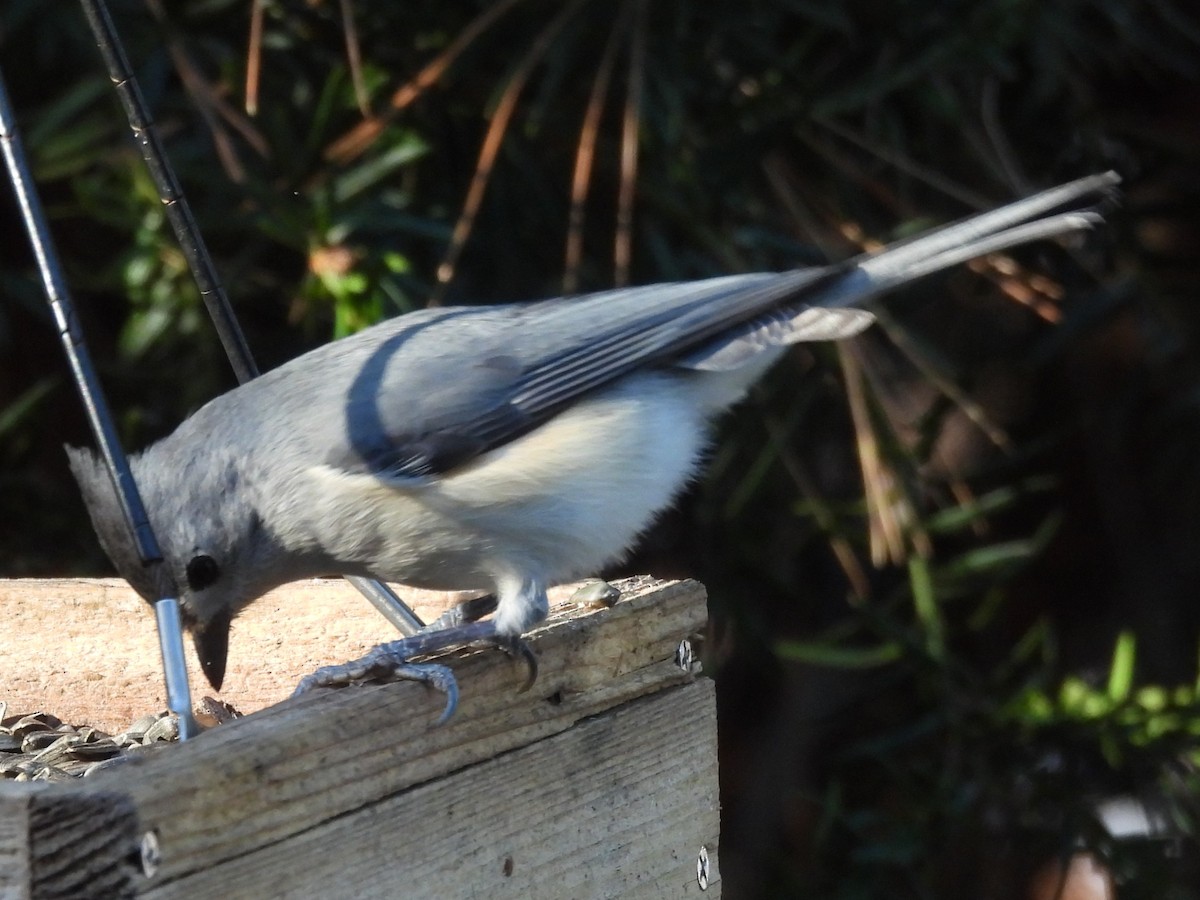 Mésange bicolore - ML646870122