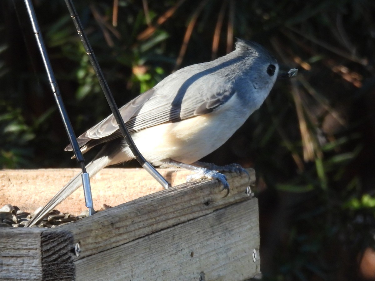 Mésange bicolore - ML646870123