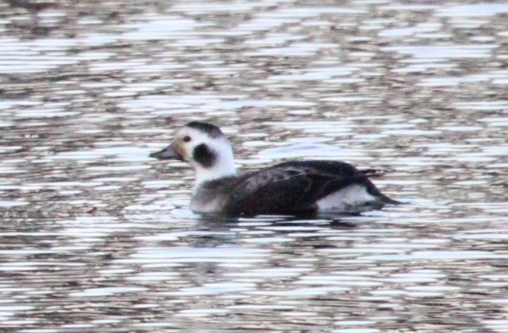 Izotz-ahatea - ML646870126