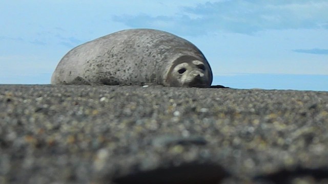 Южный морской слон - ML646870127