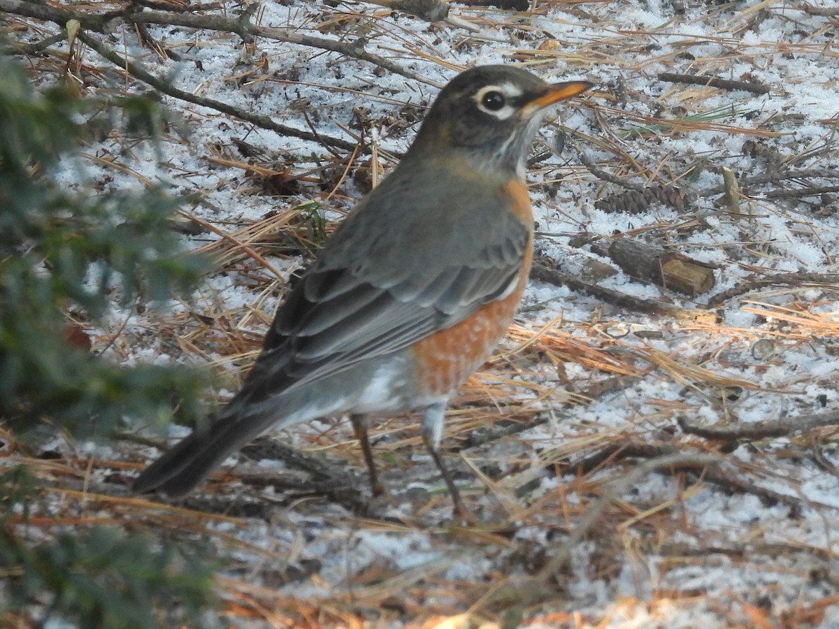 Merle d'Amérique - ML646870138