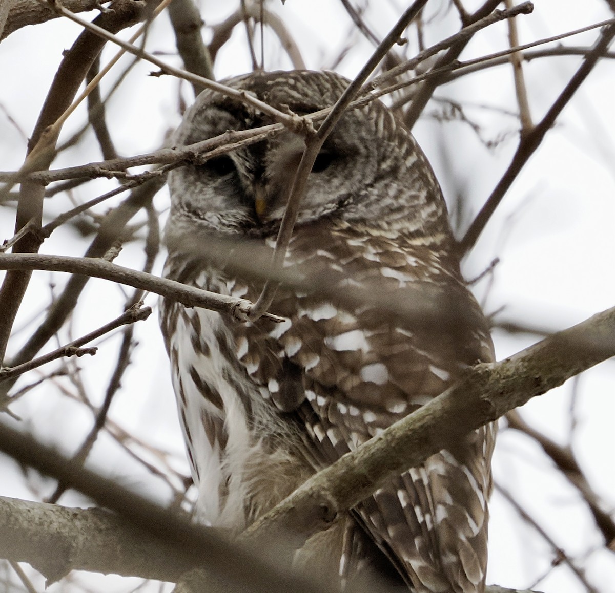 Barred Owl - ML646870139