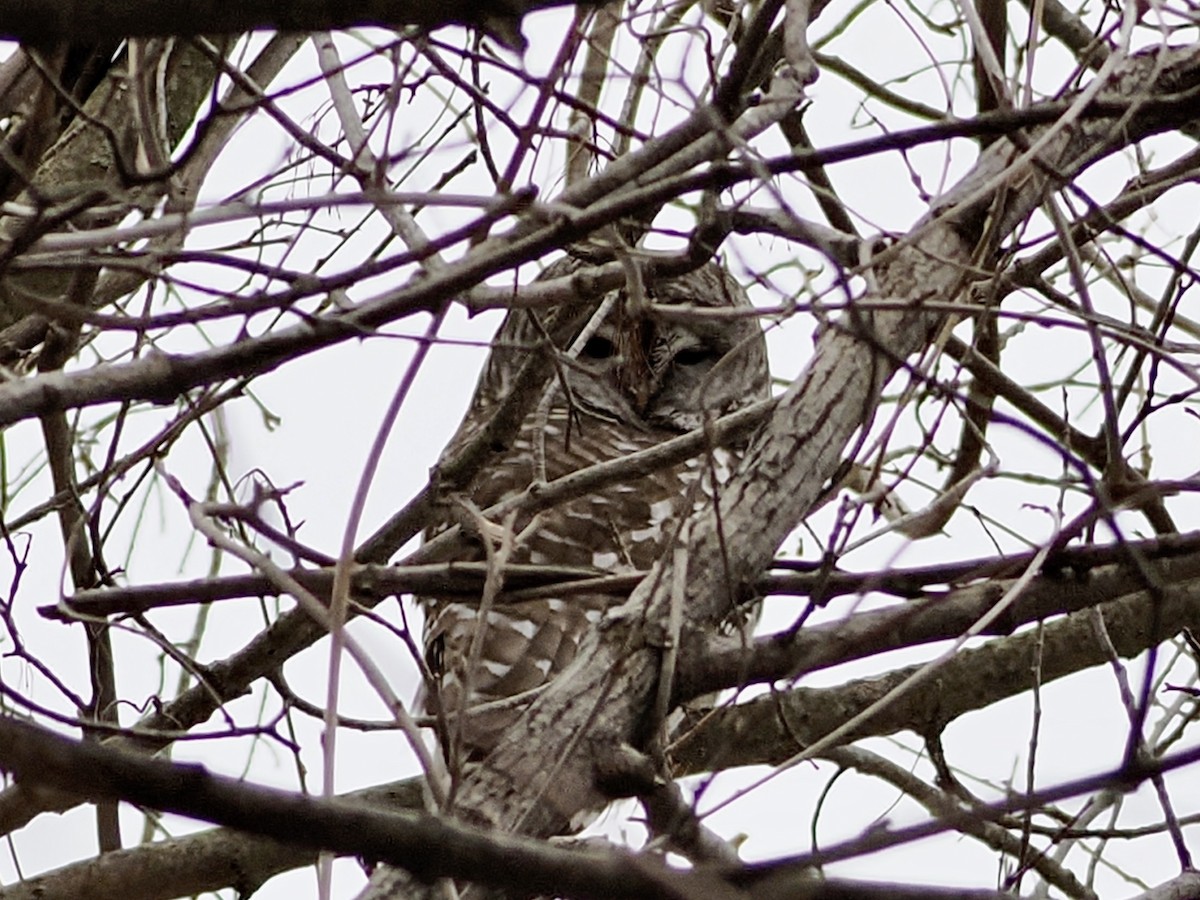 Barred Owl - ML646870140