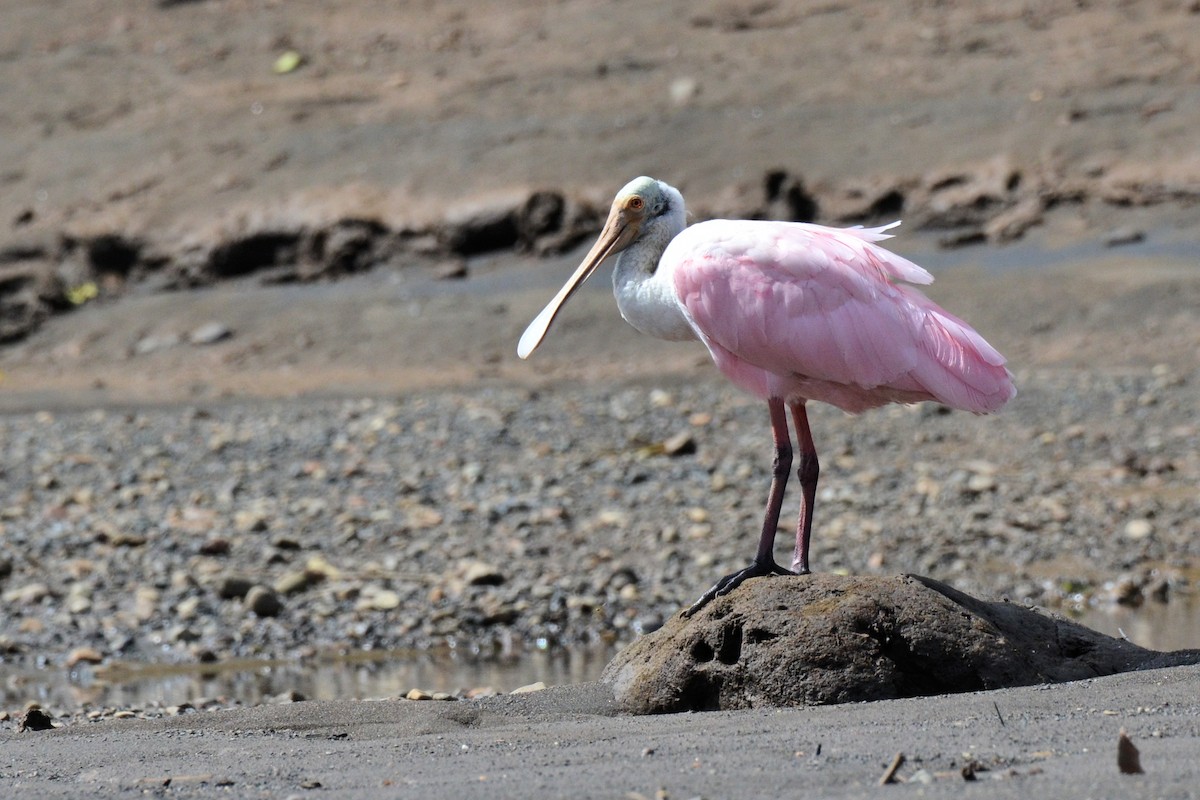 Roseate Spoonbill - ML646870141