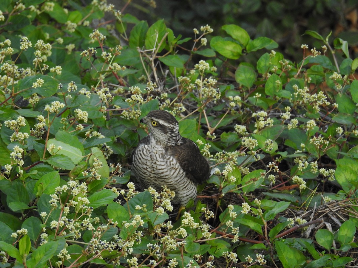 Eurasian Sparrowhawk - ML646870143