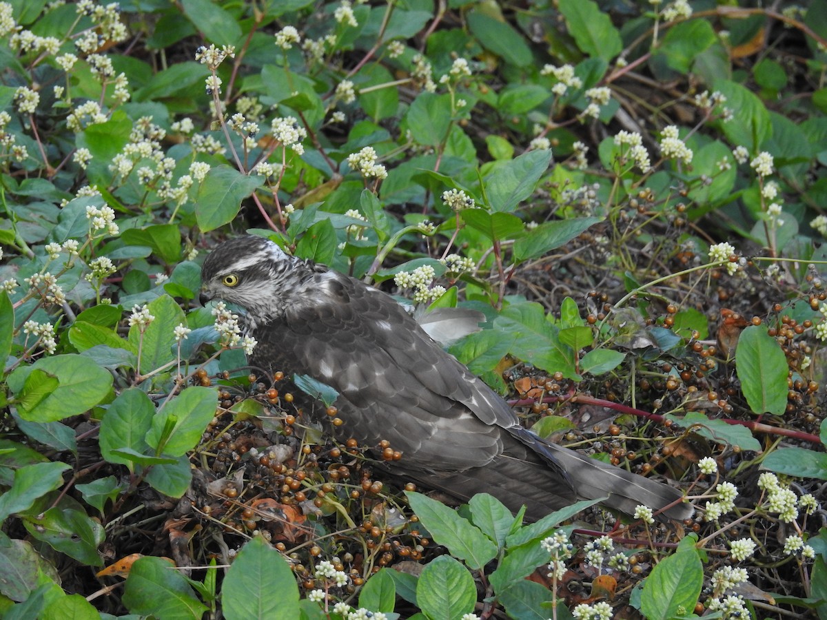 Eurasian Sparrowhawk - ML646870144