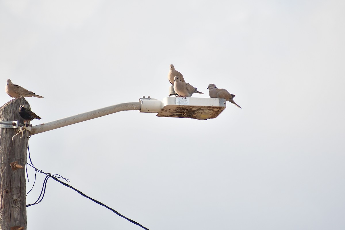 תור צווארון - ML646870145