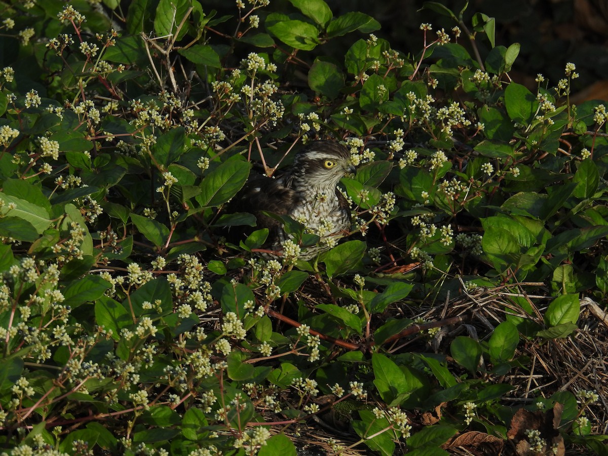 Eurasian Sparrowhawk - ML646870146