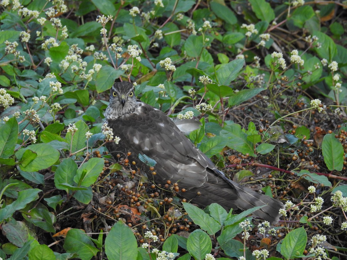 Eurasian Sparrowhawk - ML646870148