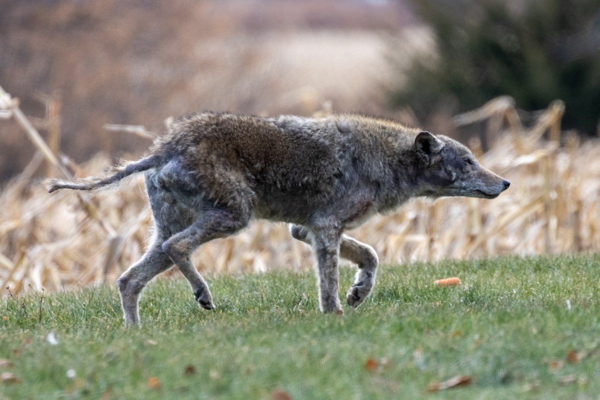 Coyote - ML646870149