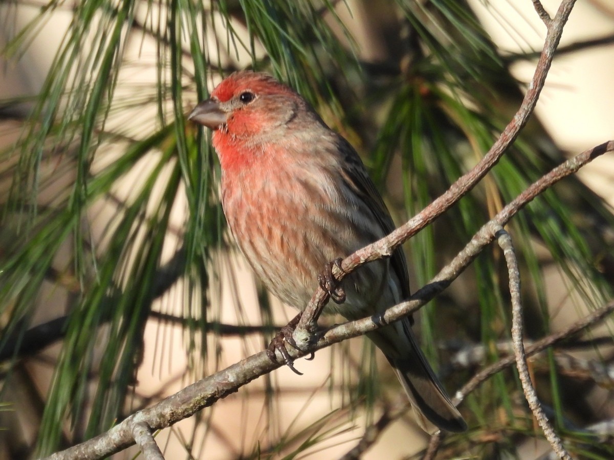 Roselin familier - ML646870150