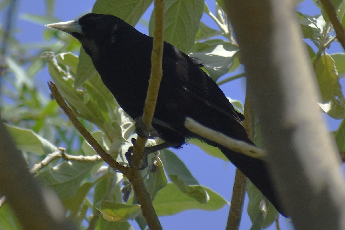 Solitary Black Cacique - ML646870151