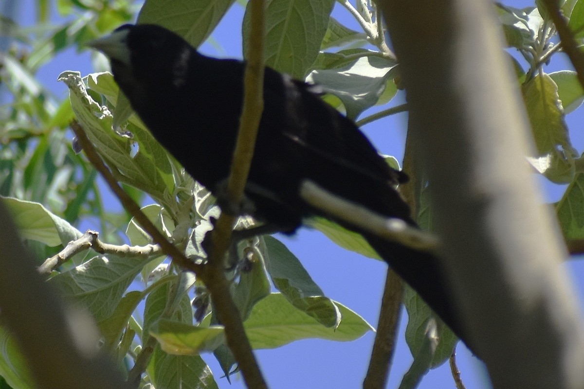 Solitary Black Cacique - ML646870152