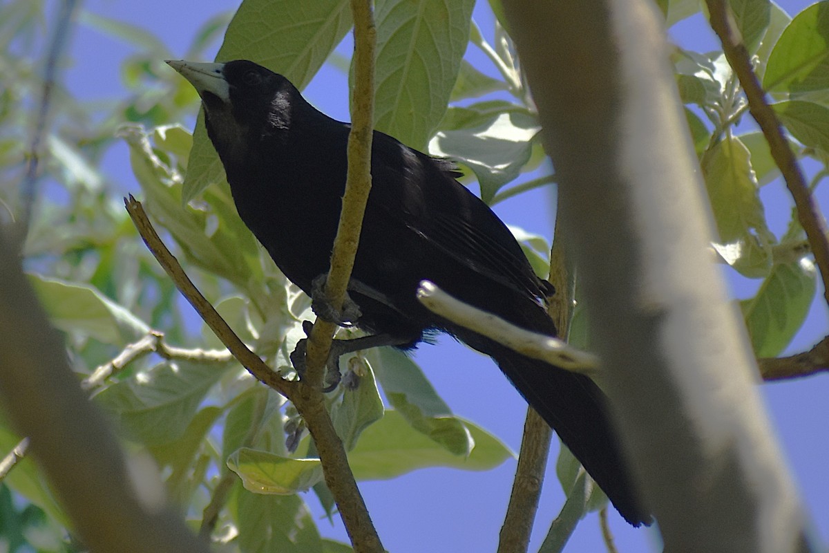 Solitary Black Cacique - ML646870153