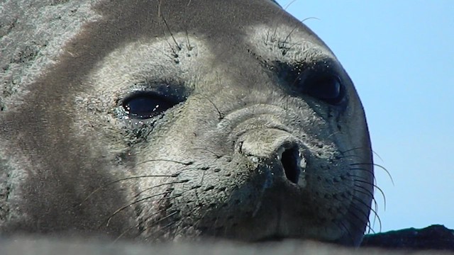 Южный морской слон - ML646870154