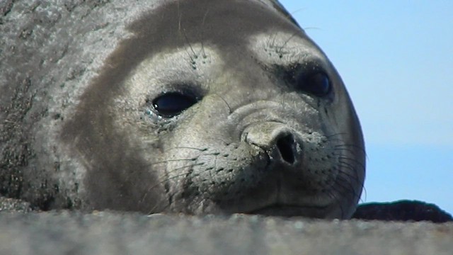 Южный морской слон - ML646870155