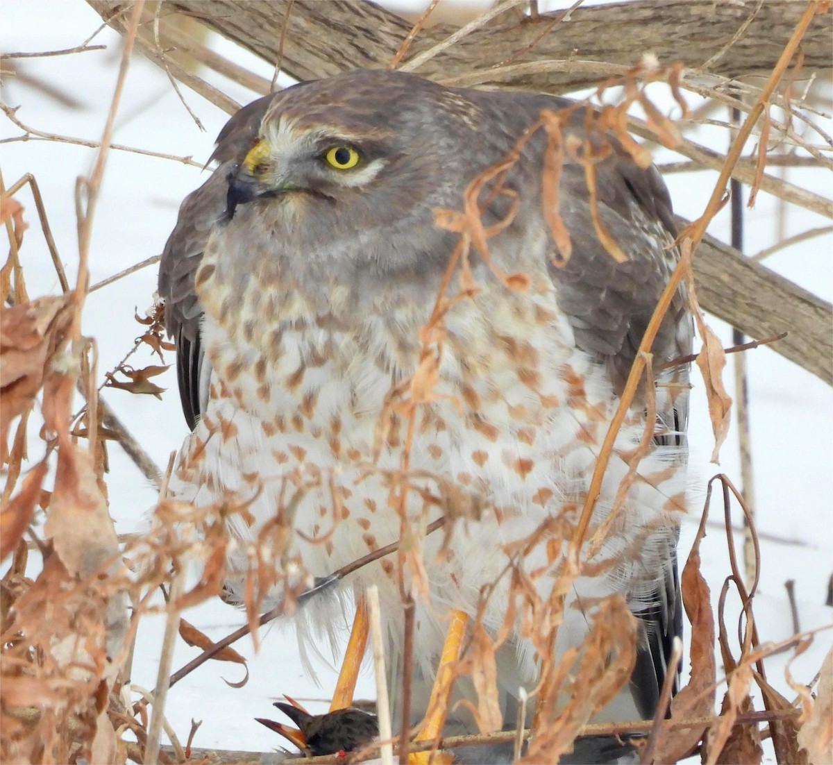 Northern Harrier - ML646870156