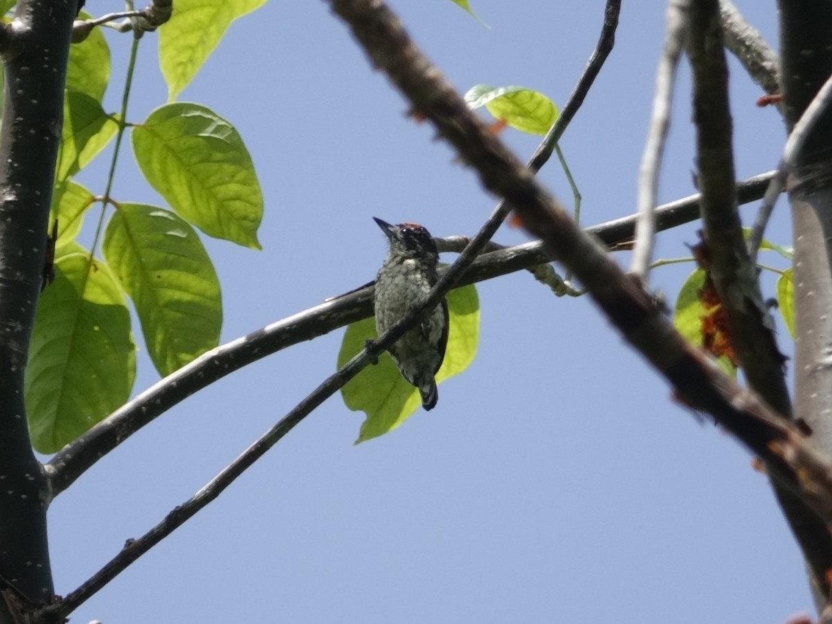 datlíček šupinatý - ML646870157