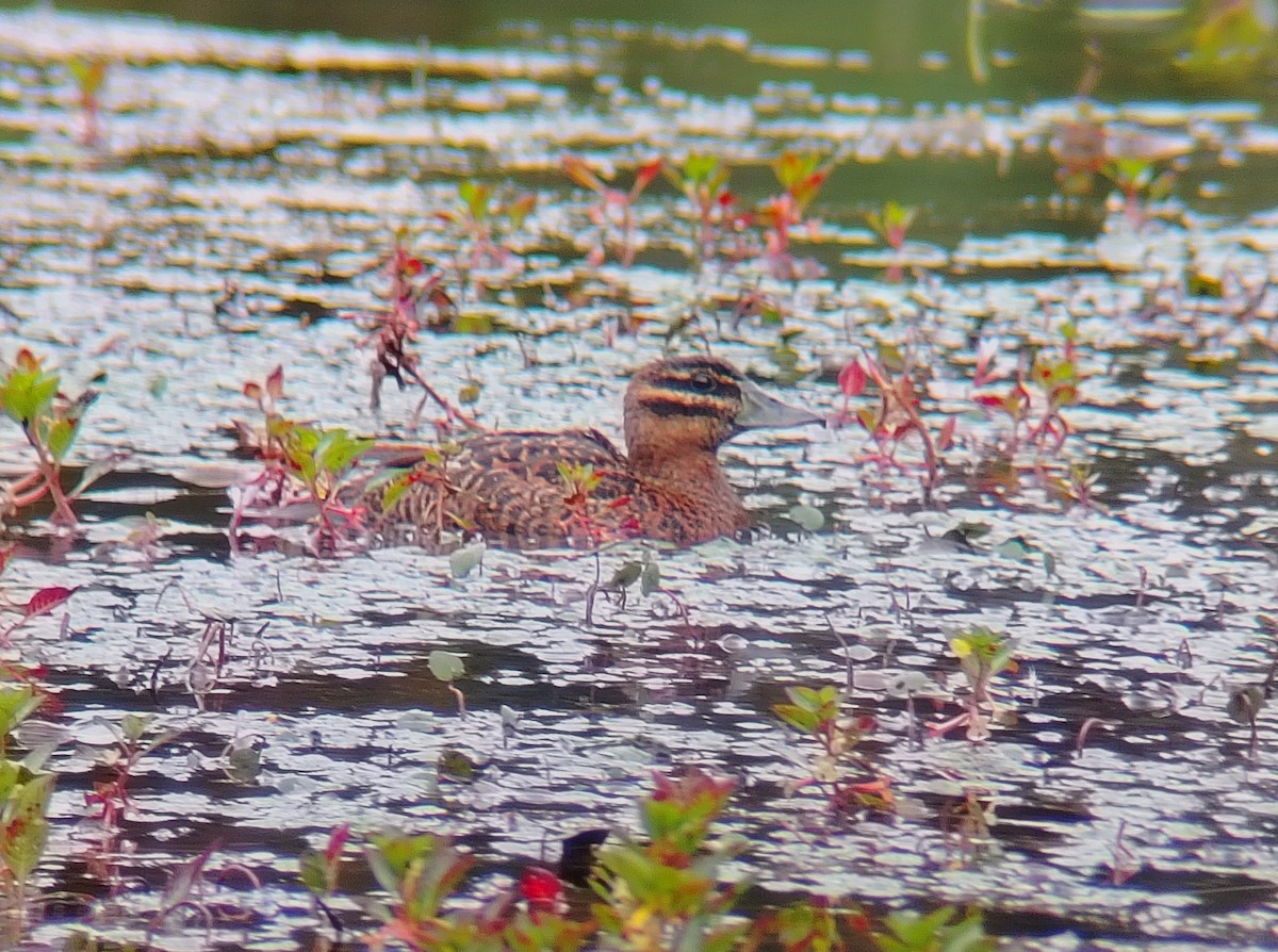 Masked Duck - ML646870161
