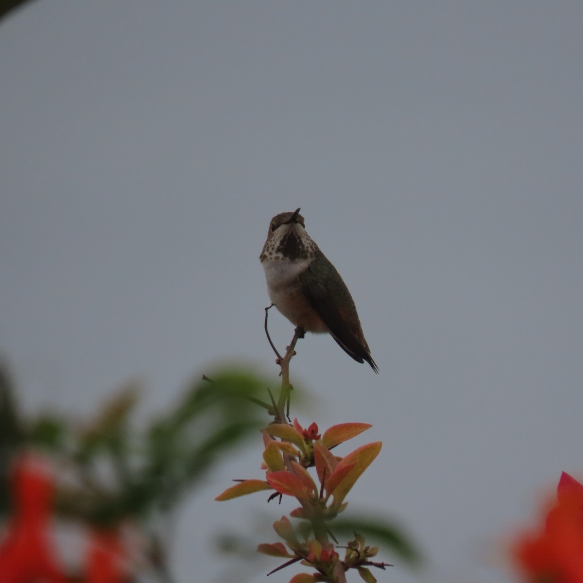 Allen's Hummingbird - ML646870162