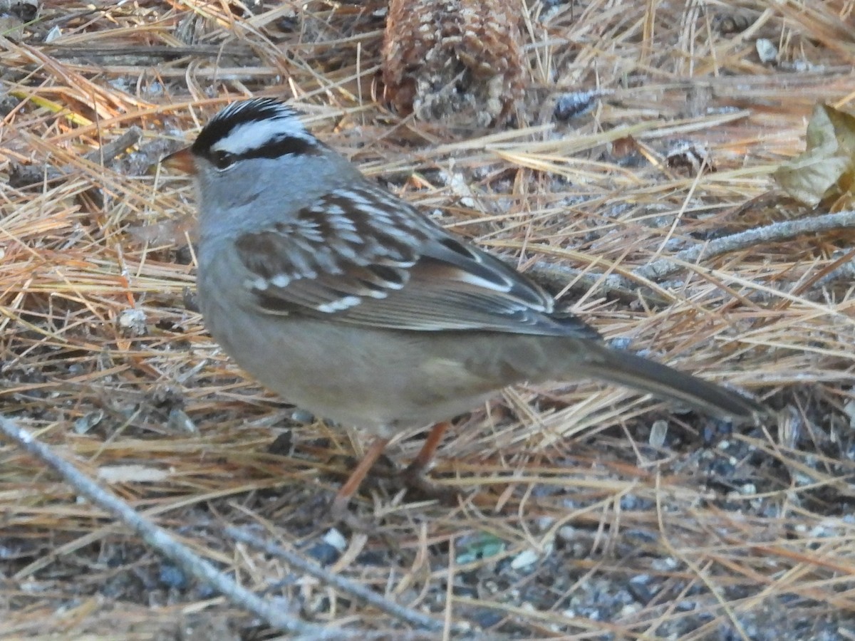 גיבתונית לבנת-כיפה - ML646870165