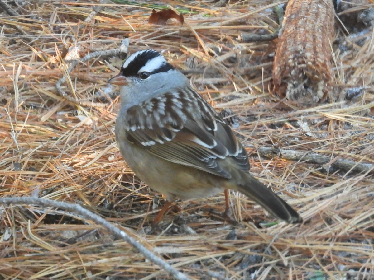 גיבתונית לבנת-כיפה - ML646870167