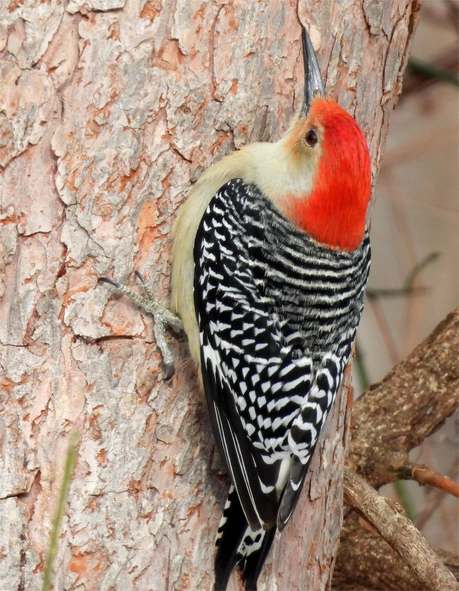 Red-bellied Woodpecker - ML646870173
