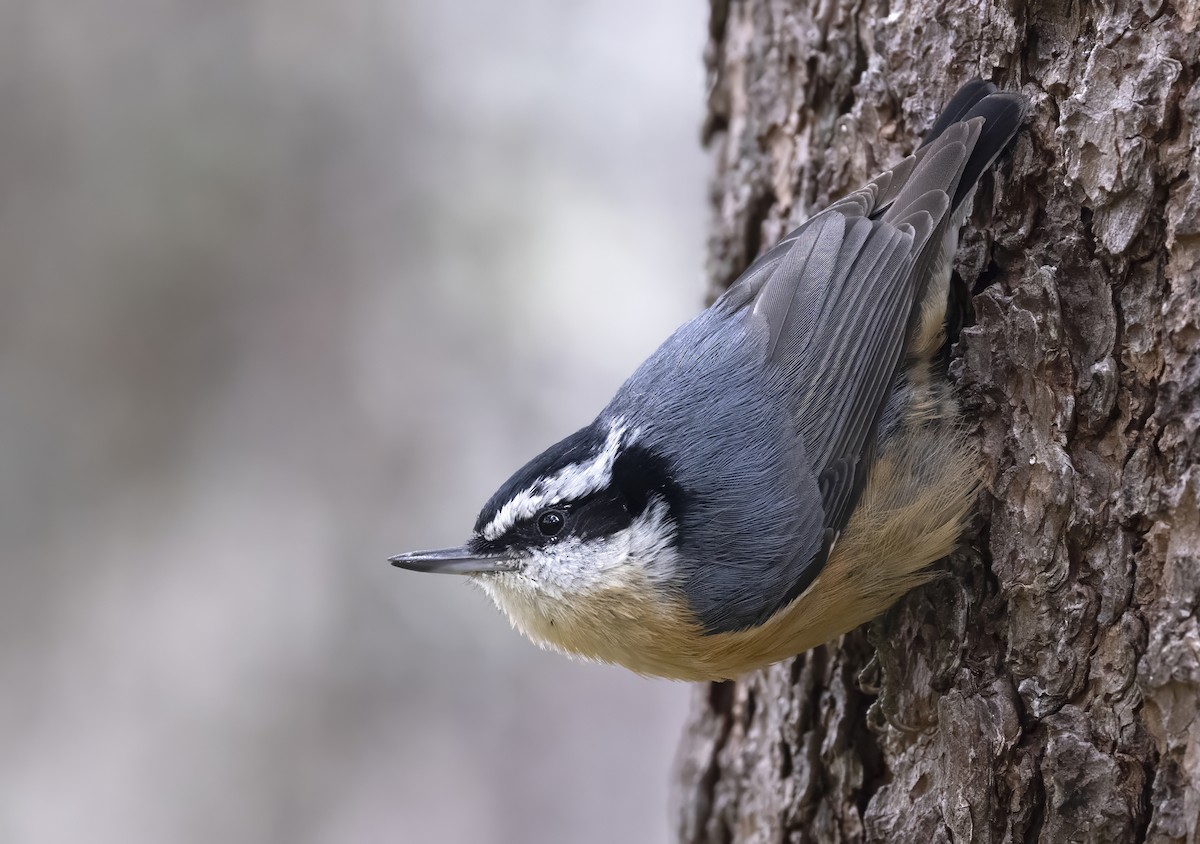 Garrapo kanadarra - ML646870174