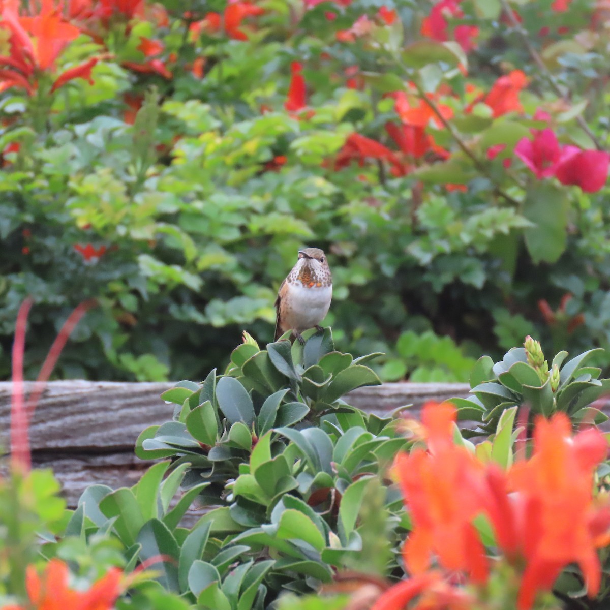 Allen's Hummingbird - ML646870178