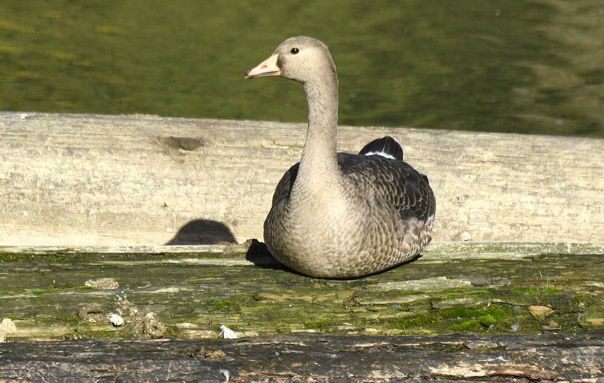 Greater White-fronted Goose - ML646870179