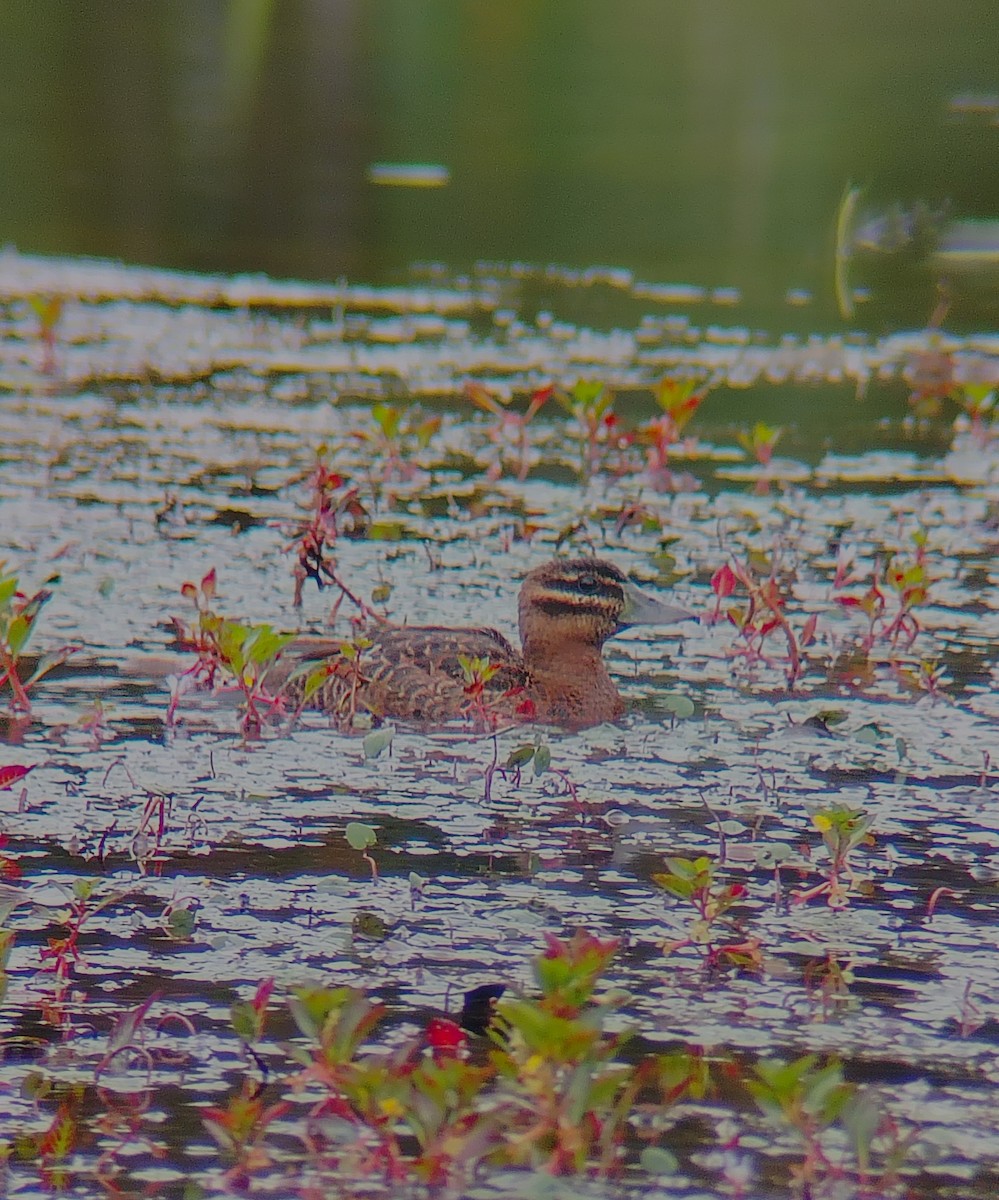 Masked Duck - ML646870181