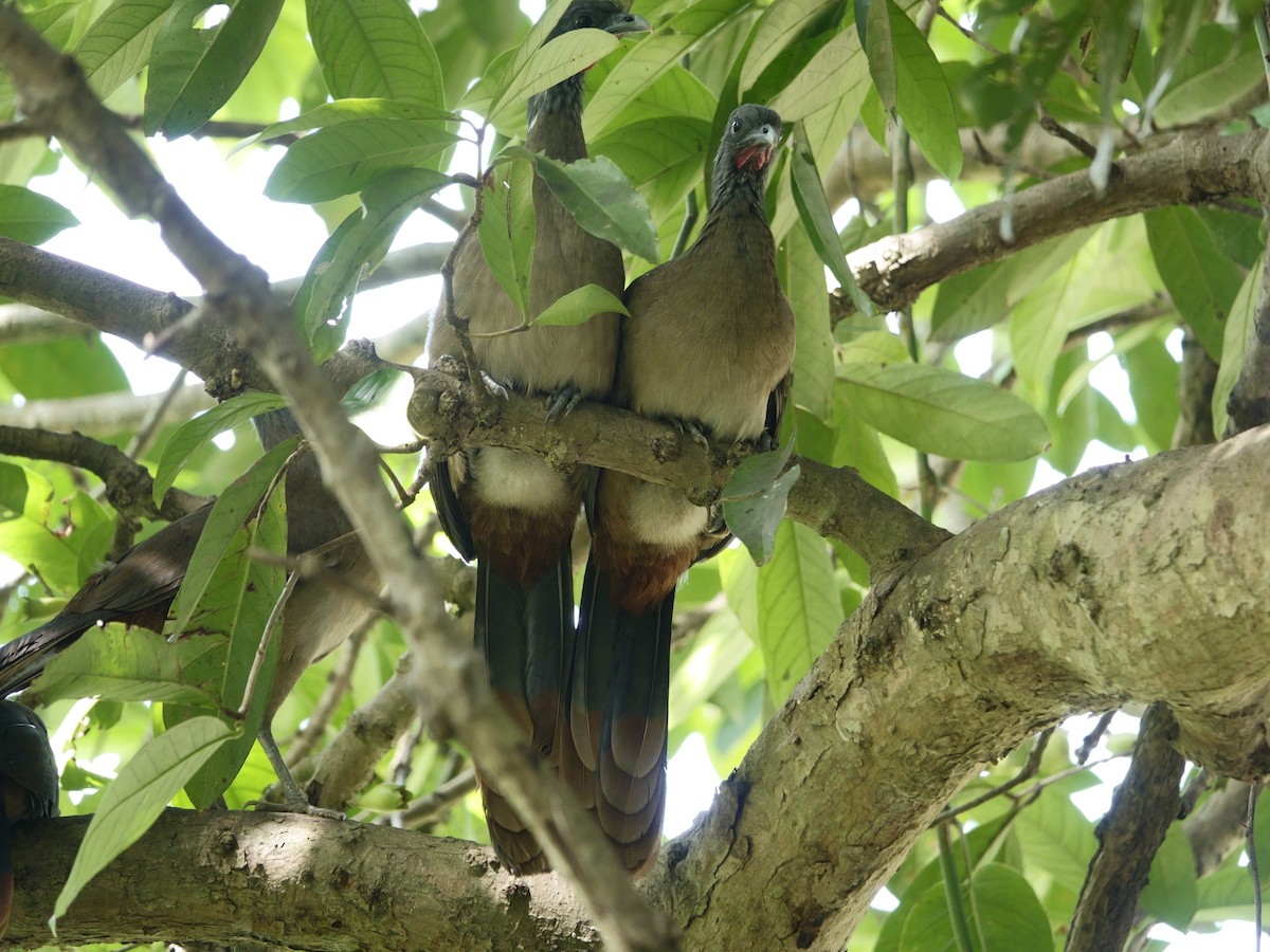 čačalaka venezuelská - ML646870182